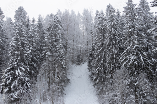 snow covered trees in winter © zarya