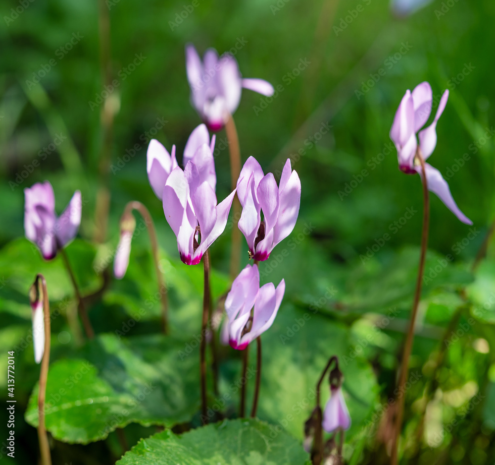Wild Cyclamen bloom in the forest. Winter in Israel. Selective focus. Wild Cyclamen bloom in the forest. Winter in Israel. Selective focus.
