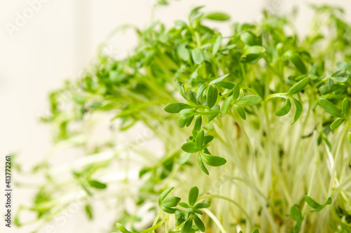 micro greens of mizuna in a pot close-up. Natural light