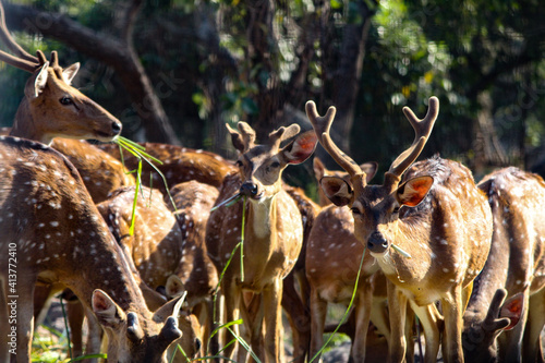 deer in the woods