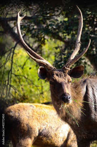 Sambar Deer in the national park