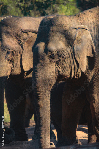 elephants in the zoo