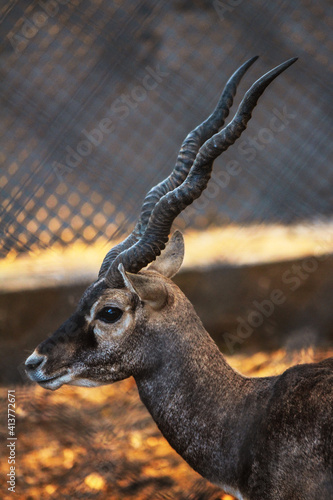 close up of a Blackbuck