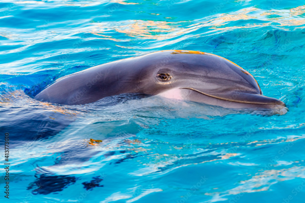 Fototapeta premium Bottlenose dolphin is in a dolphin show of a zoo