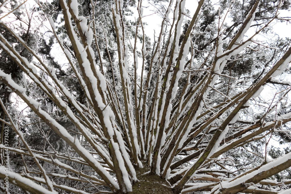 frost on tree frost on tree