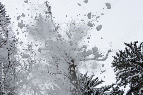 snow covered branches