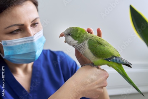 Doctor woman veterinarian examining a green Quaker parrot photo