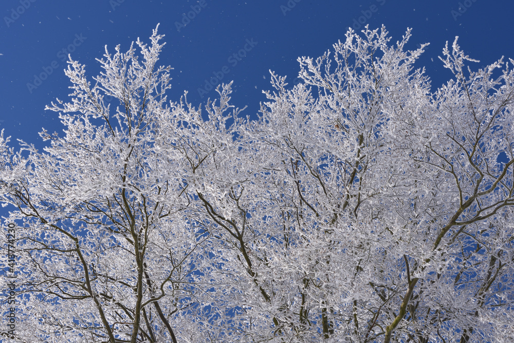 Trees covered with hoarfrost at Freienhagen, Germany Trees covered with hoarfrost at Freienhagen, Germany