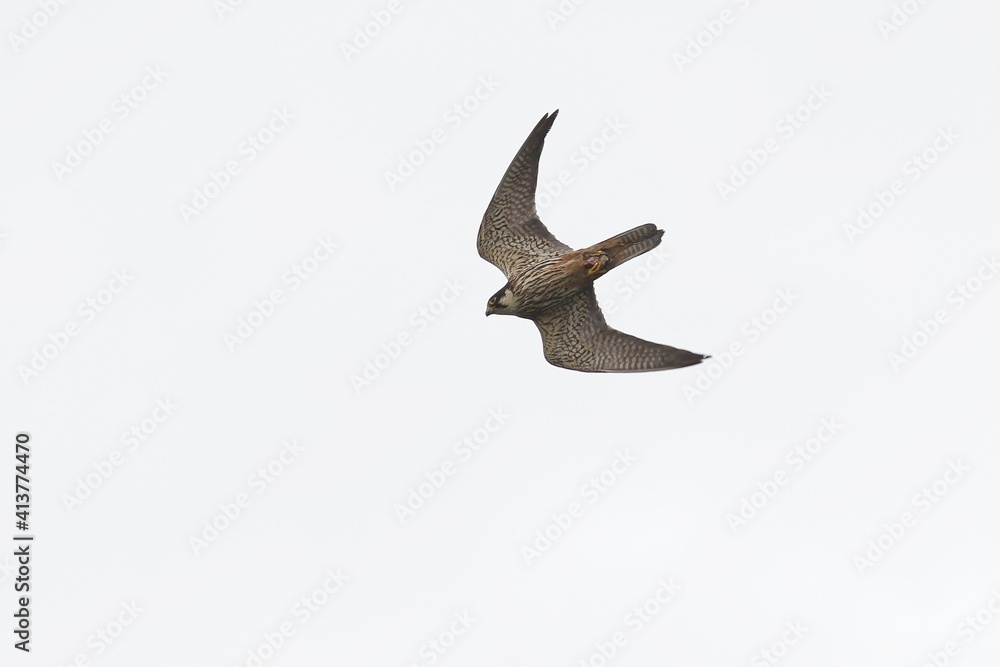 Obraz premium seagull in flight