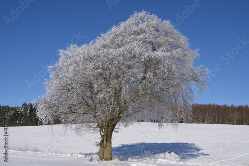 Tree covered with hoarfrost at Freienhagen, Germany