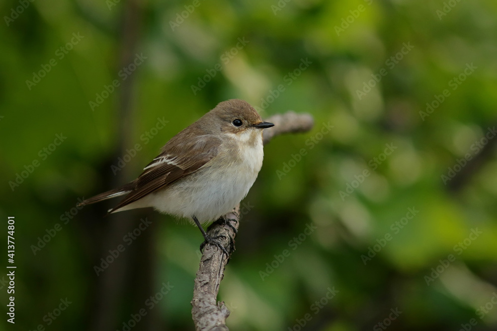sparrow on a branch sparrow on a branch