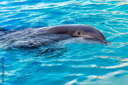 Bottlenose dolphin is in a dolphin show of a zoo