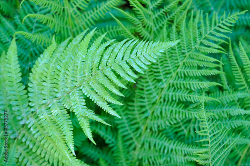 Fern thickets, natural green leaves, polypodium background