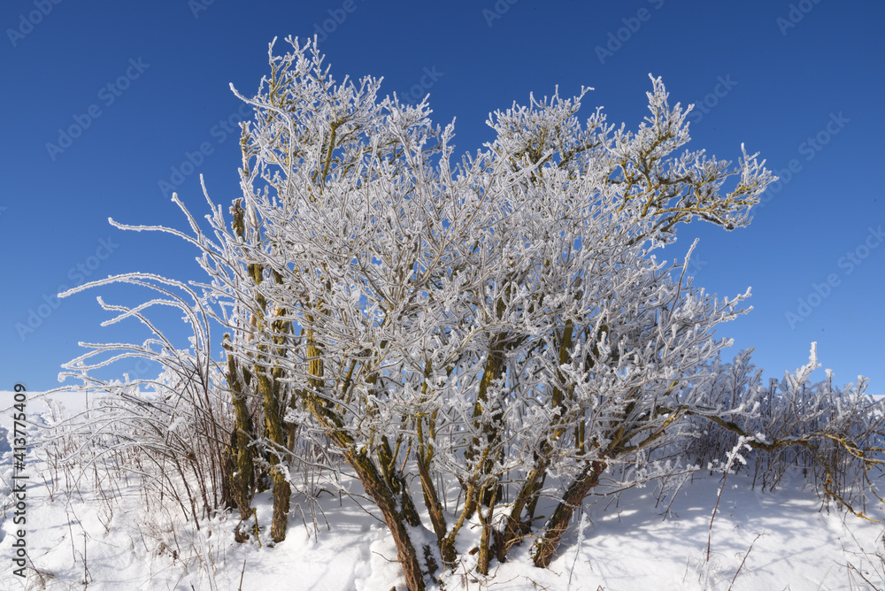 Bushes covered with hoarfrost at Freienhagen, Germany Bushes covered with hoarfrost at Freienhagen, Germany
