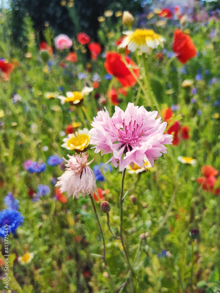 Blumenwiese