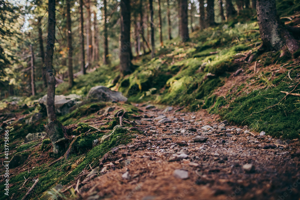A dirt path in a forest a mountain A dirt path in a forest a mountain