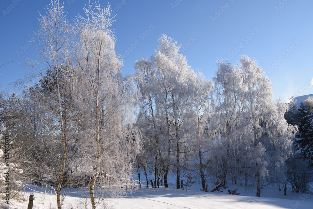 Obraz premium Trees covered with hoarfrost at Freienhagen, Germany