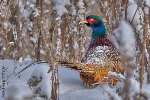 Bird - Common Pheasant (Phasianus colchicus) male quietly walks through the snow-covered thickets of dry last year's grass. He finds plant seeds and eats them. Winter sunny day. Close-up.
