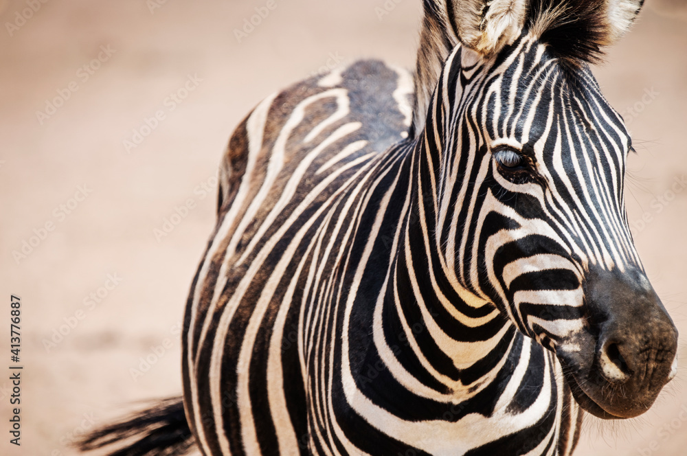 Close-up portrait of zebra at national park Close-up portrait of zebra at national park