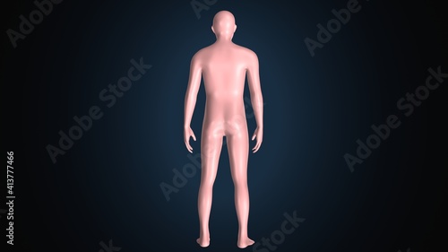 3d render of human body male anatomy. photo