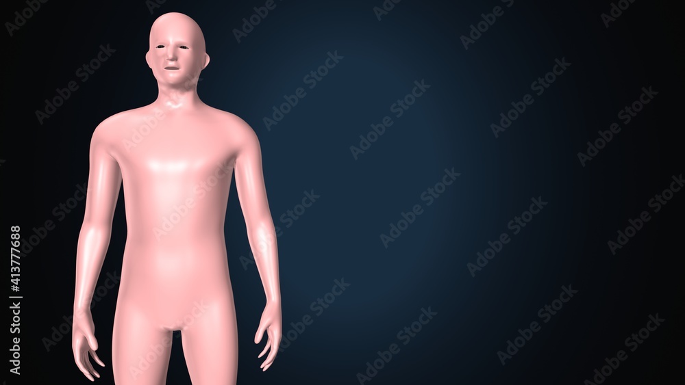 Fototapeta premium 3d render of human body male anatomy.