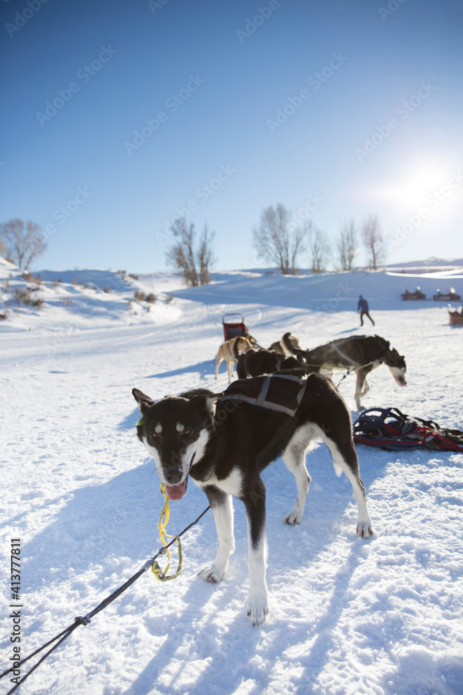 Sled dogs relaxing on snowy field against clear sky Sled dogs relaxing on snowy field against clear sky