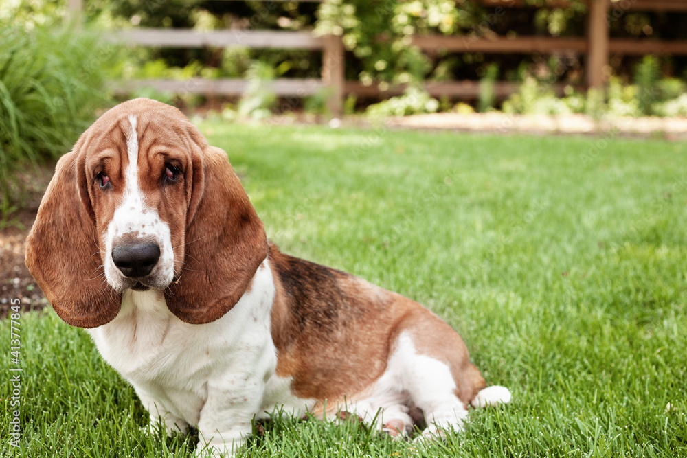 Portrait of Basset Hound sitting on grassy field Portrait of Basset Hound sitting on grassy field