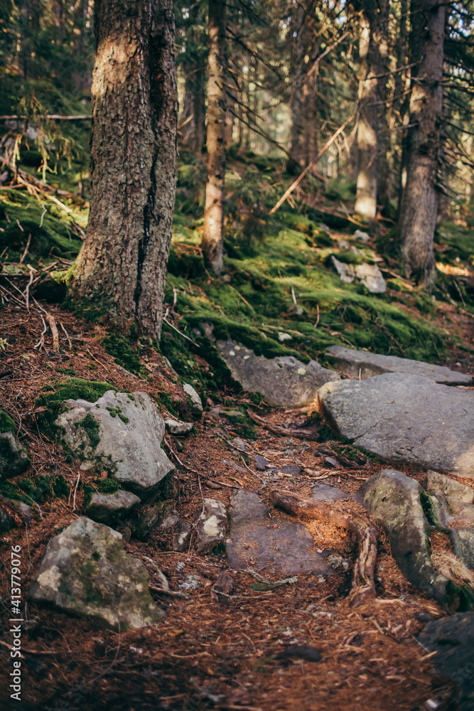 A close up of a rock next to a forest