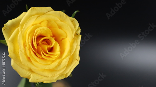 Beautiful Yellow Rose Flower isolated on dark   Background. Close up. Flower Photography