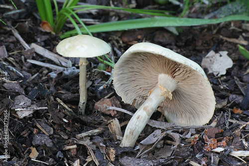 Agrocybe praecox, known as the Spring Fieldcap, wild mushroom from Finland