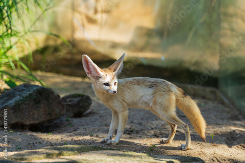 Fennec fox Vulpes zerda. Wild life animal.