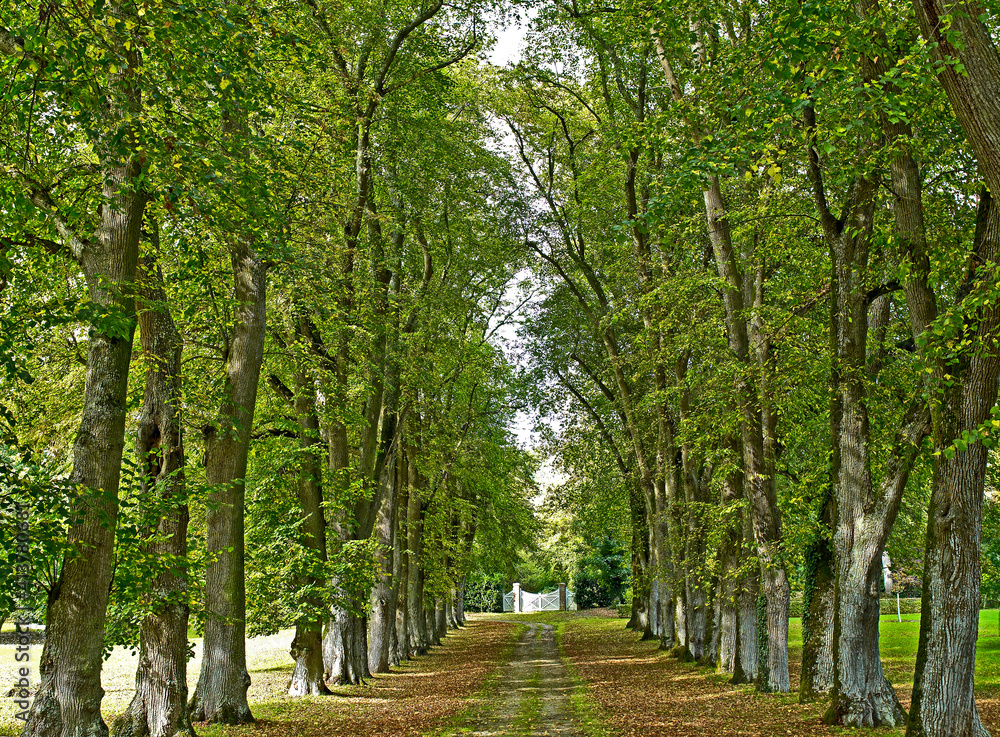 Fototapeta premium The iconic Avenue of Limes in a French Country House garden