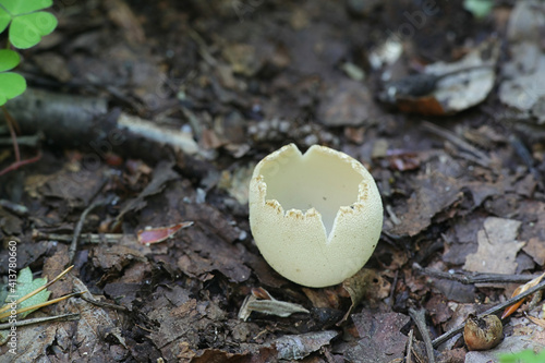 Tarzetta catinus, also called Galactinia pustulata or Peziza pustulata, commonly known as Greater Toothed Cup fungus, wild mushroom from Finlnad photo