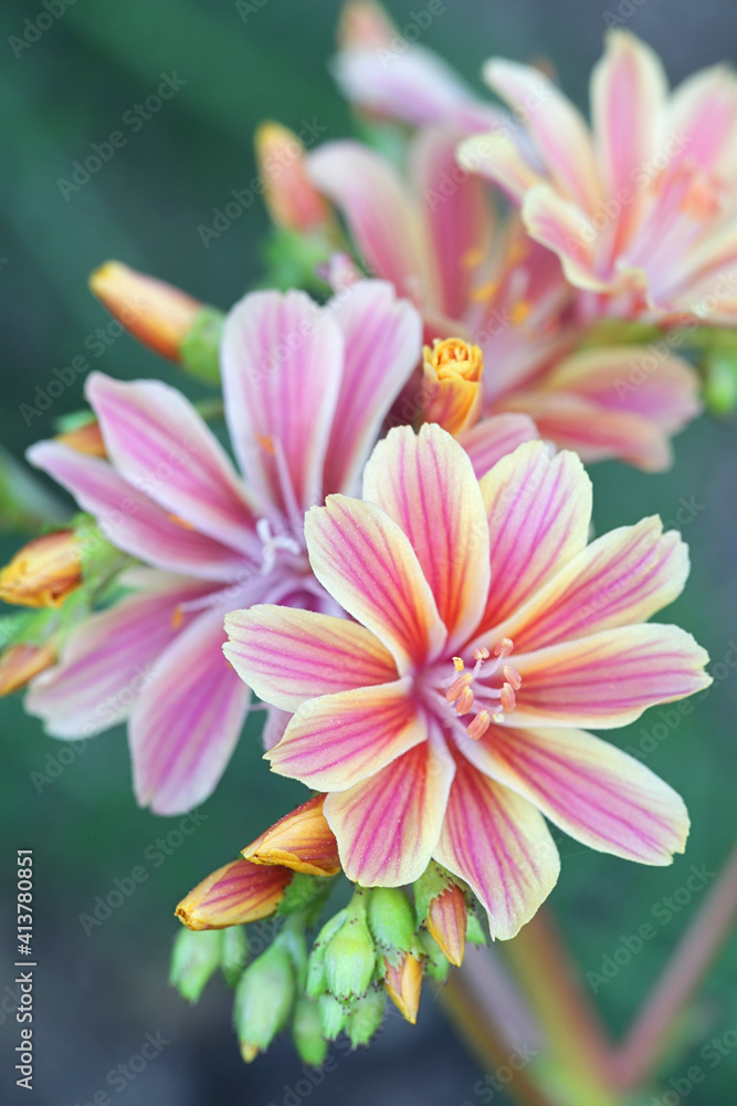 Lewisia cotyledon,  known commonly as Siskiyou lewisia and cliff maids, an evergreen perennial garden plant