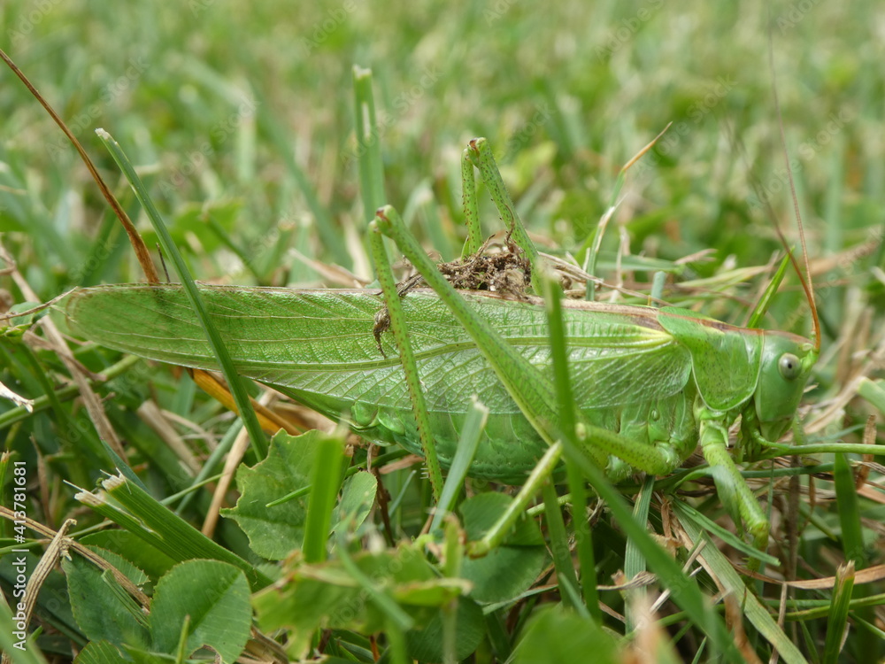 grüner Grashüpfer sitzt im Gras, meister der Tarnung grüner Grashüpfer sitzt im Gras, meister der Tarnung