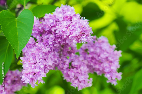 Violet lilac flowers on branch with green leaves. Syringa flowers
