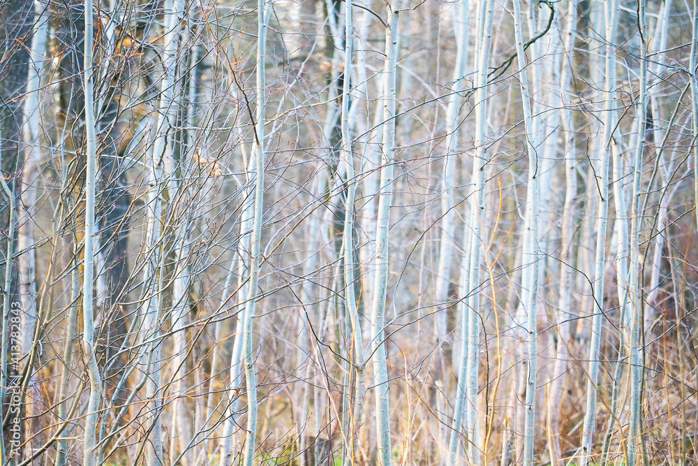 Young silver nude trees in sunlight, natural forest background Young silver nude trees in sunlight, natural forest background