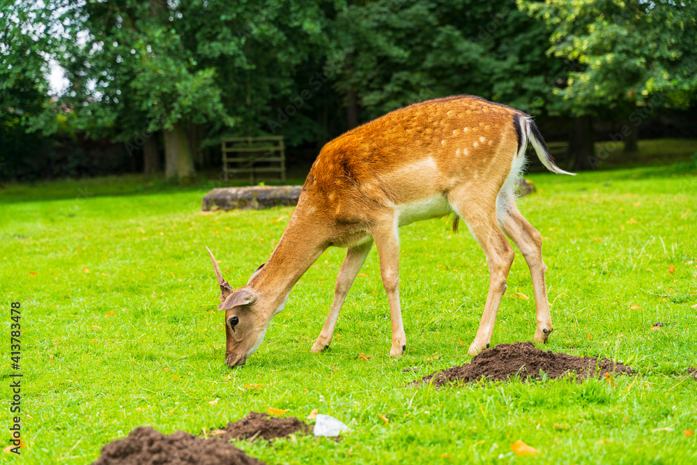 Fototapeta premium Deer eats carrot from human hand on green meadow