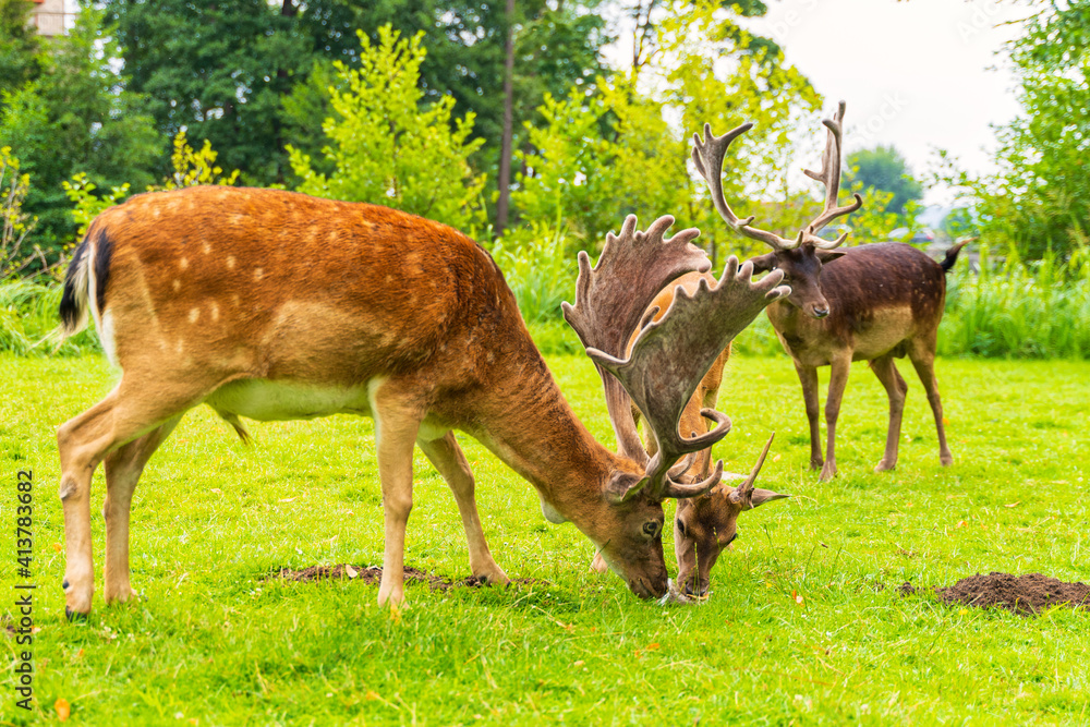 Deer eats carrot from human hand on green meadow