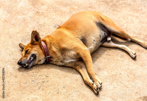 A red dog lying on the sand of an Indian Ocean beach in Sri Lanka