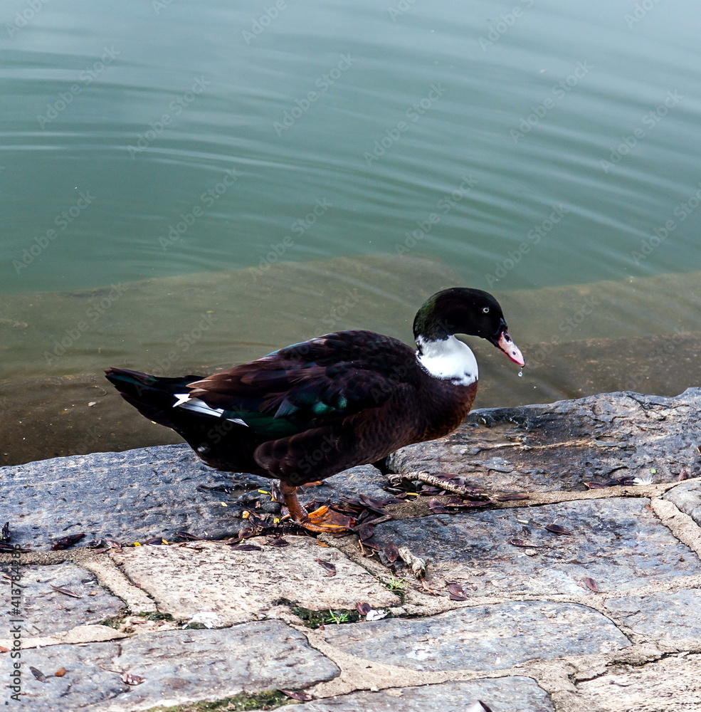White and black duck on a paving stone near a pond in Sri Lanka White and black duck on a paving stone near a pond in Sri Lanka