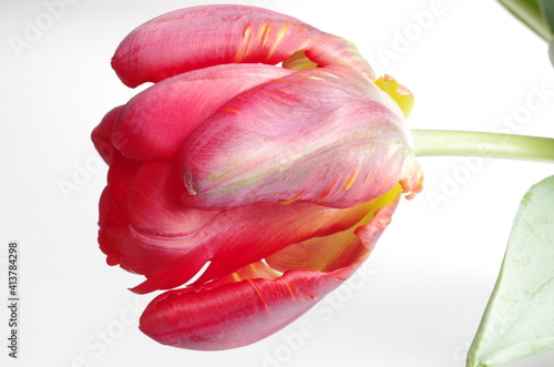 Tulpe