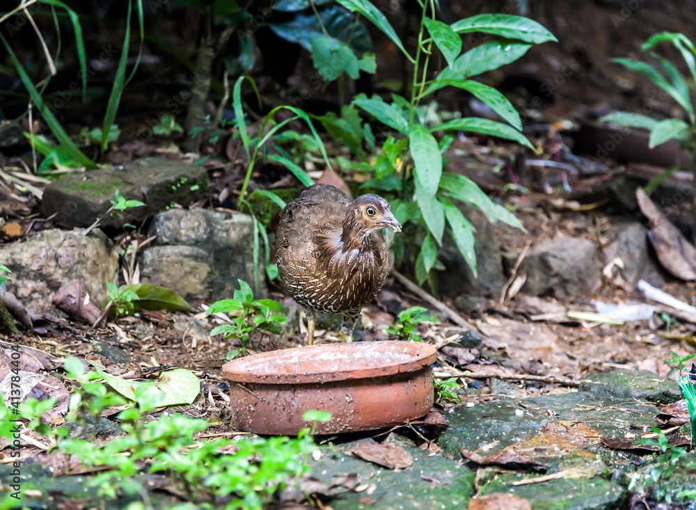Obraz premium Brown chicken near the feeder on the background of rocks and green grass in Sri Lanka