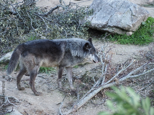 Grey Wolf Madrid Zoo