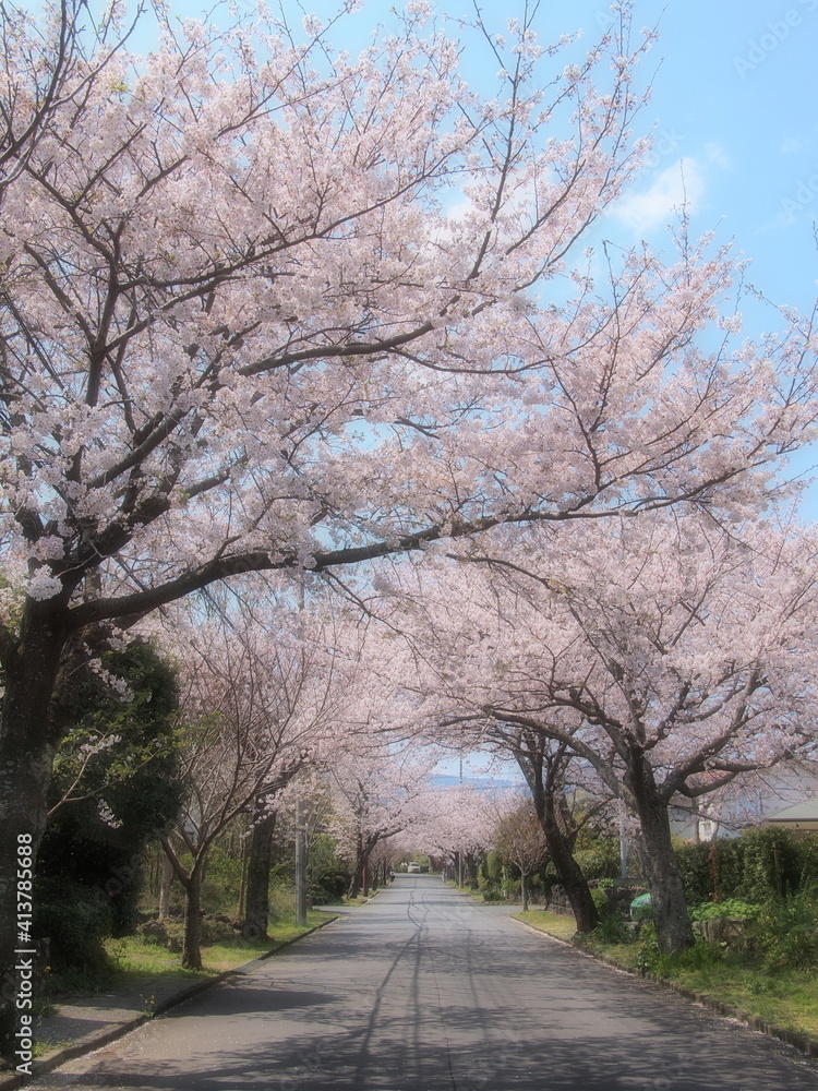 満開の桜並木 満開の桜並木