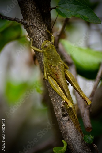Close-up portrait of grasshopper resting on a plant tree