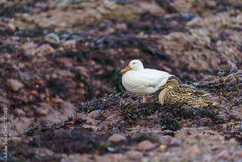 White Mallard Duck on Rocks 