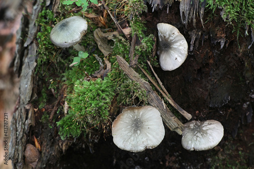 Pluteus salicinus, known as the Willow Shield, wild mushroom from Finland photo