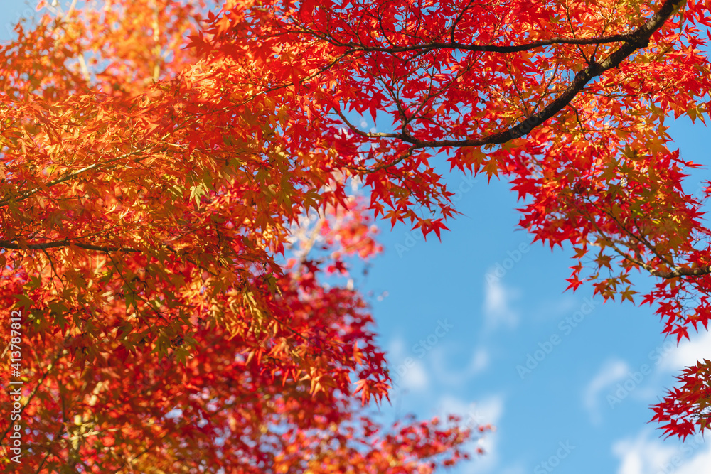 colorful tree branches in Japanese garden, Look up view of the trees in autumn season