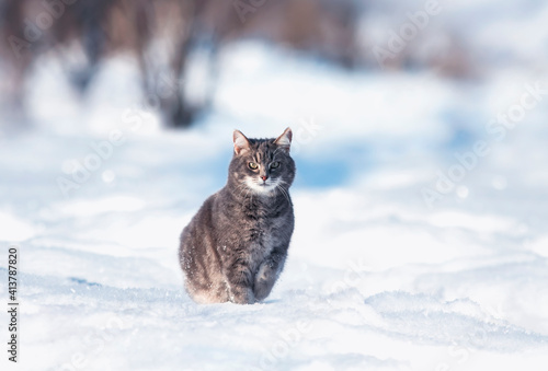 beautiful tabby cat sitting in the winter garden in a fluffy snow